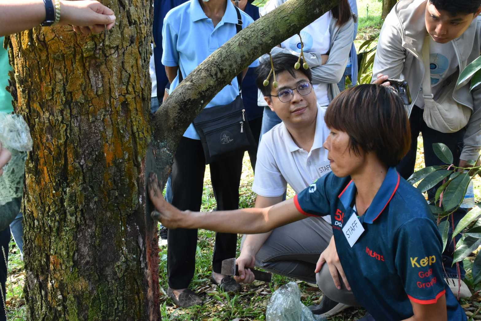 11 ถากเนื้อเยื่อพืชที่มีโรค 0