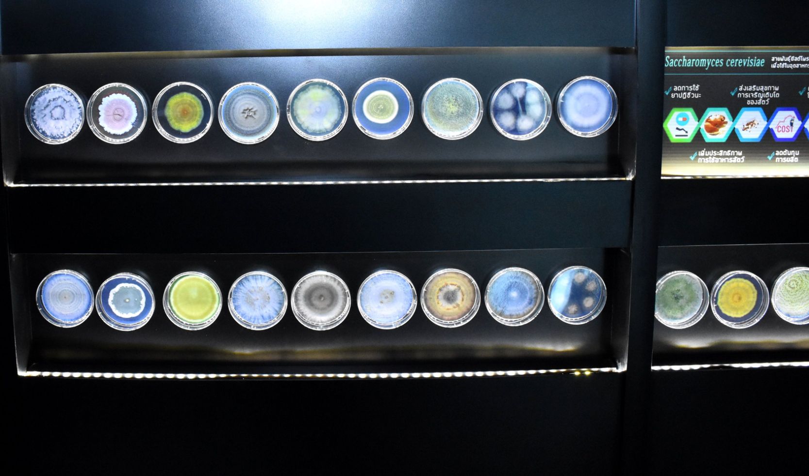 16 ตัวอย่างจุลินทรีย์ในห้องนิทรรศการ TBRC Exhibition