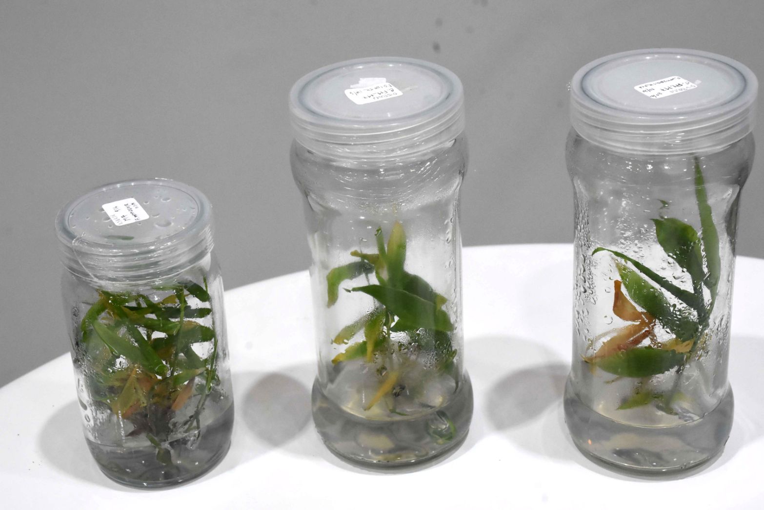 ไผ่ตัดอายุ 11 0