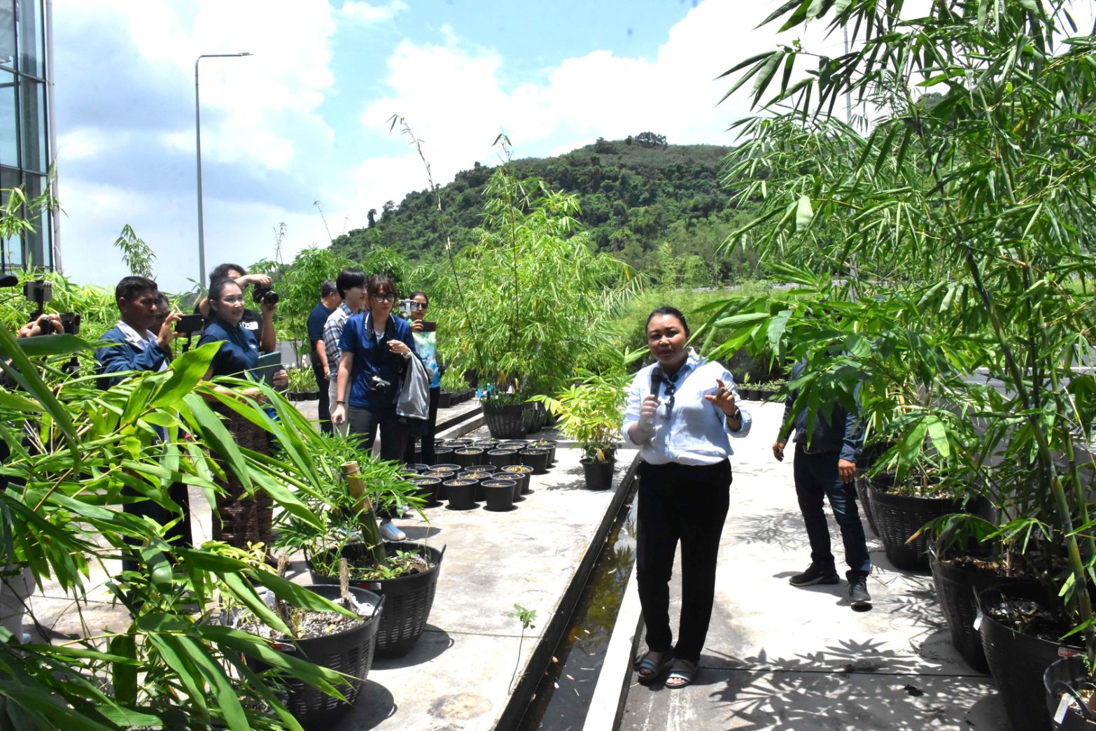 ไผ่ตัดอายุ 19 0