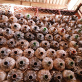 “ศ.ดร.ศุภชัย ปทุมนากุล ” และคณะบอร์ด ลงพื้นที่ติดตามการดำเนิ ... Image 4