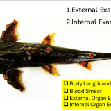 รมช.มท. เร่งสื่อสารข้อมูลทางวิทยาศาสตร์ จับมือสกสว. แก้ปัญหา ... Image 3