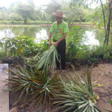 วช.หนุนทีมวิจัยจาก ม.ราชภัฏสวนสุนันทา คิดค้นนวัตกรรมผลิตภัณฑ ... Image 5