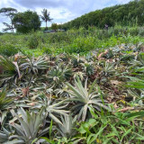 วช.หนุนทีมวิจัยจาก ม.ราชภัฏสวนสุนันทา คิดค้นนวัตกรรมผลิตภัณฑ ... Image 6